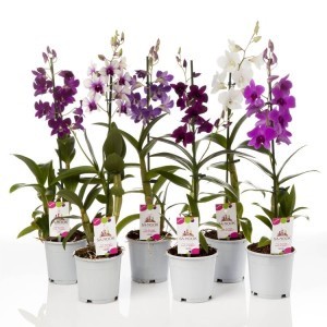 Anggrek Dendrobium Spike Kenop Berbunga 35 K Sehat