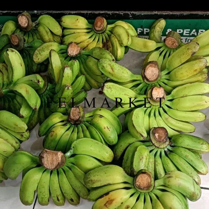 Pisang Kepok Bibit Australia / Pisang Kepok Super / 1 Sisir