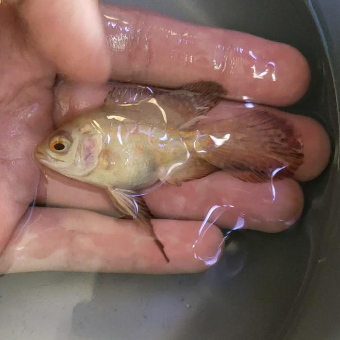 Ready IKAN OSCAR LONGFIN IMPORT ALBINO SLAYER IKAN HIAS TANKMATE
