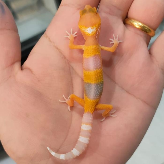 Leopard Gecko Sunglow Pilih Sesuai Foto - Baby 2-4minggu