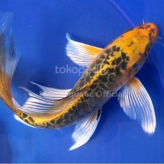 Ready IKAN HIAS IKAN KOI KUMPAY SLAYER