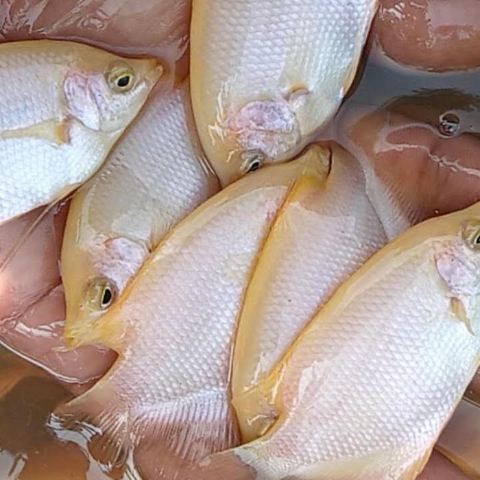 Ready Benih Ikan Gurame Padang Albino size Ngorek Kayu / 2 jarian