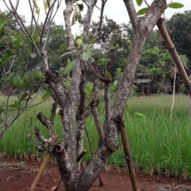 Tanaman hias.kamboja forsil. pohon kamboja bonsai.