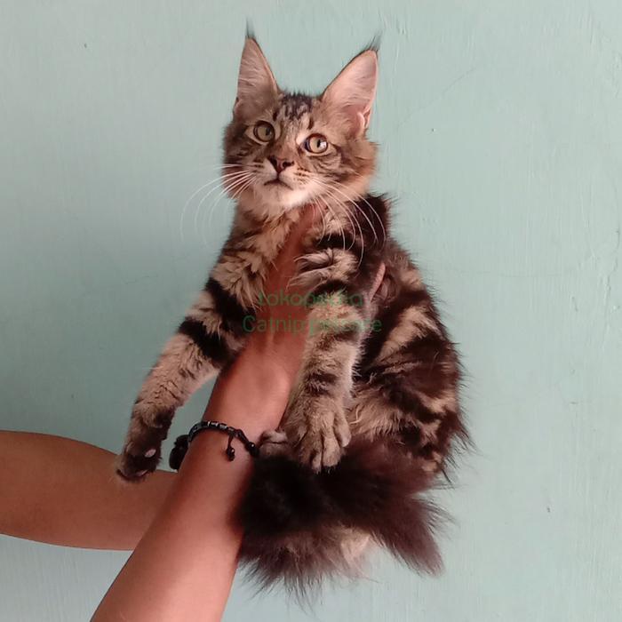kucing maine coon kittens