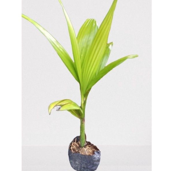 Bibit pinang betara ASLI tinggi 35-50cm