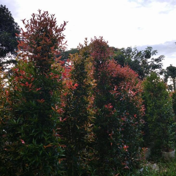 Grosir pohon pucuk merah 2 meter