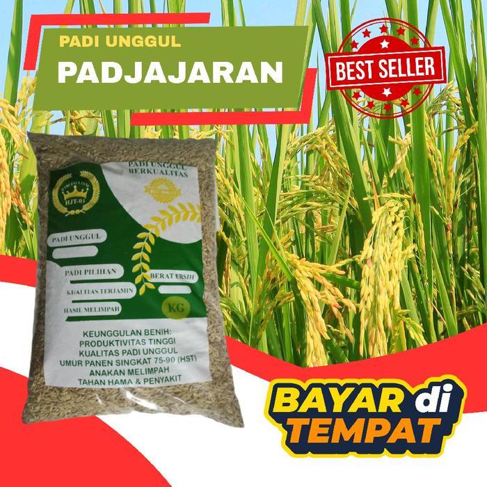 bibit padi Padjajaran kemasan 5kg bibit padi berkualitas bibit unggul .