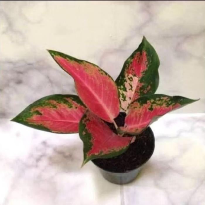 aglonema red kochin dewasa - tanaman hias aglonema red kochin dewasa - aglonema red kochin