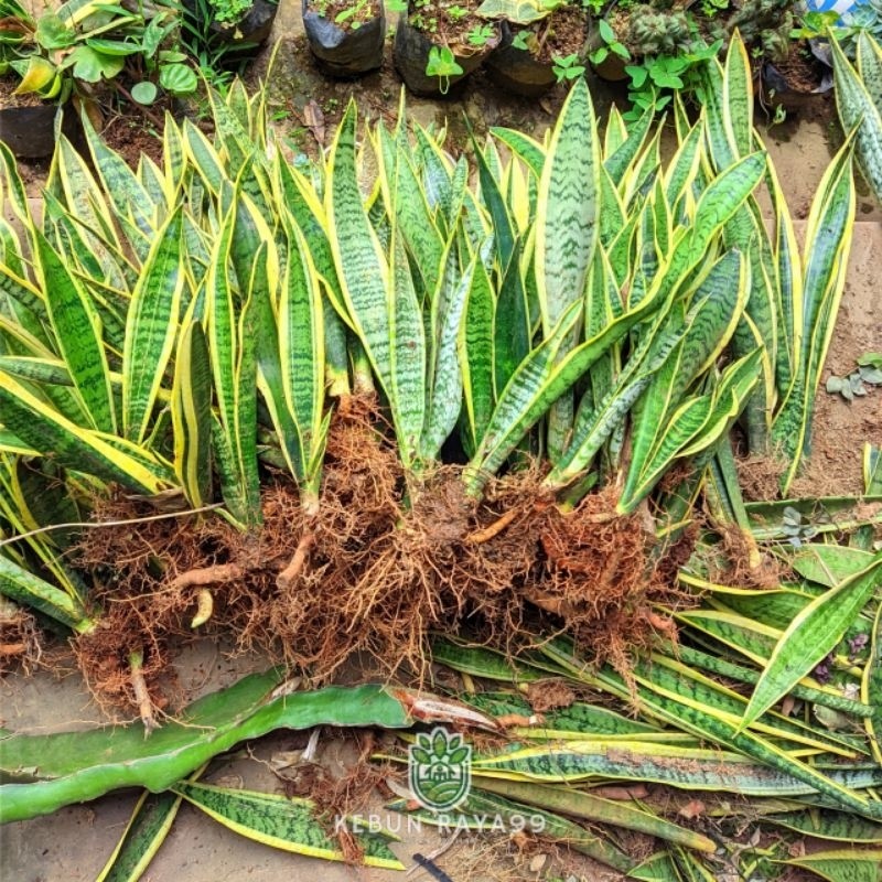 KEBUN RAYA-Tanaman hias Sanseviera Lidah Mertua