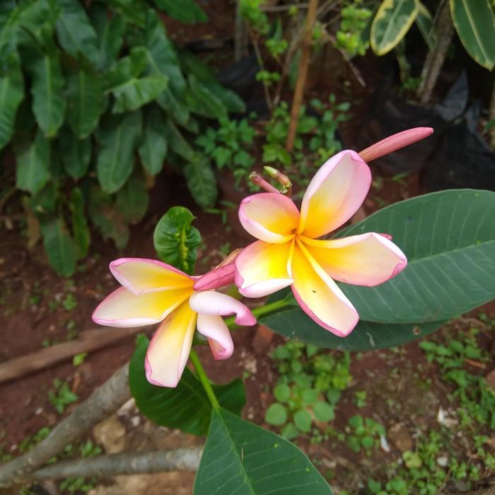 pohon kamboja bunga fink. tinggi 1 mtr.