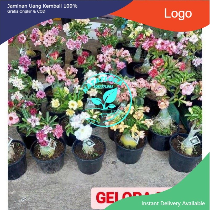 PROMOADENIUM KAMBOJA JEPANG BUNGA TUMPUK GRAFTING