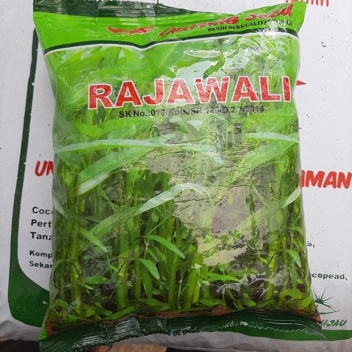 PROMO  Benih Kangkung 1kg