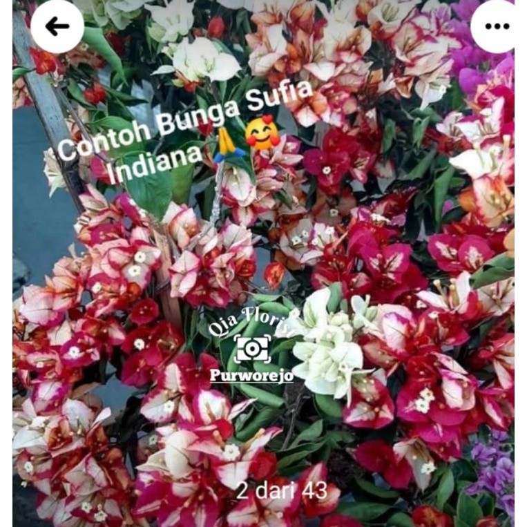 Promo Bogenville Sufia India ready stok