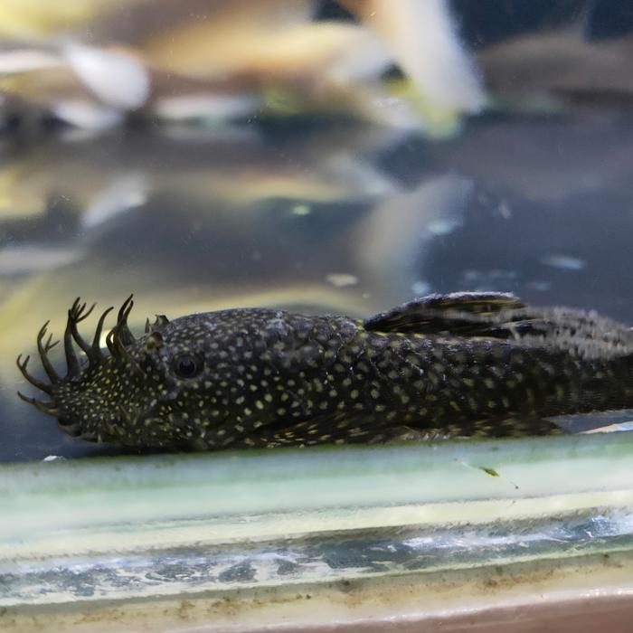 Ready IKAN HIAS IKAN BRUSHMOUTH PLECO TANKMATE