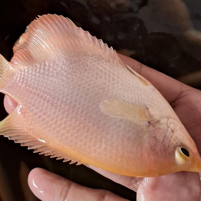 Ready Bibit gurame padang hidup 3 jari kwalitas