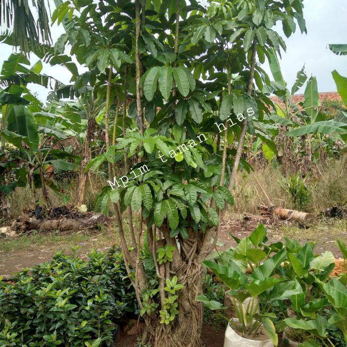 pohon walisongo rimbun, tinggi 3 meter.