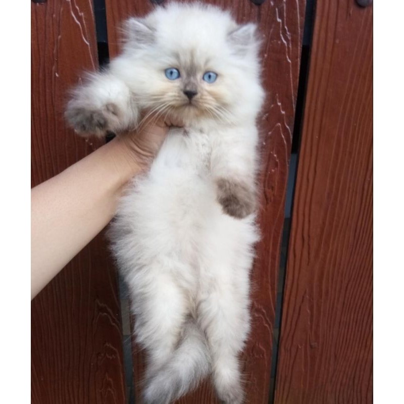 kucing Persia munckin Himalaya super seal point