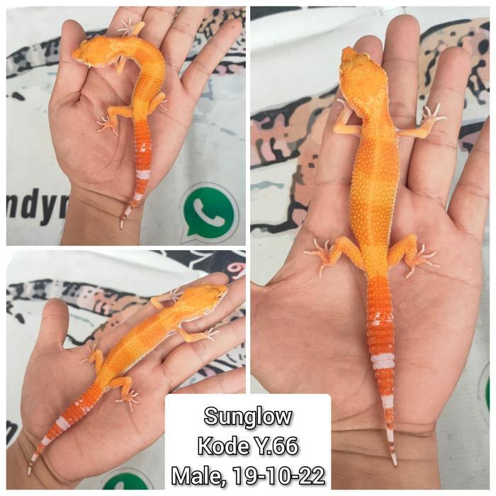 Leopard Gecko Sunglow Male Adult, Siap Kawin