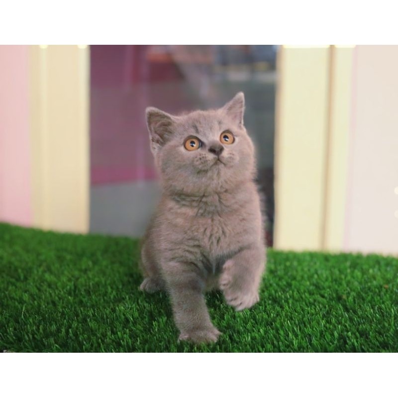 Kucing kitten british shorthair bsh light blue male (bisa payletter)