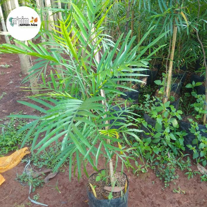 pohon Tiara payung. tanaman peneduh atau pelindung