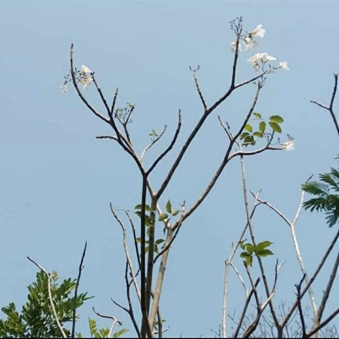 pohon tabebuya rosea, bunga putih