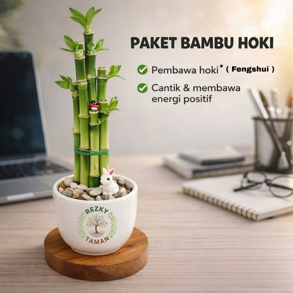 Bambu hoki air ( plants decor ) hiasan meja kado dan ruangan estetik premium