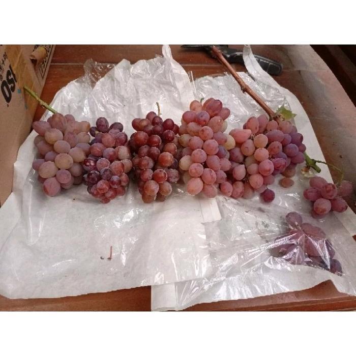Bibit Tanaman Anggur Import Ketinggian 100 cm up || Valid Bergaransi Pengiriman Mudah Berbuah - Jupi