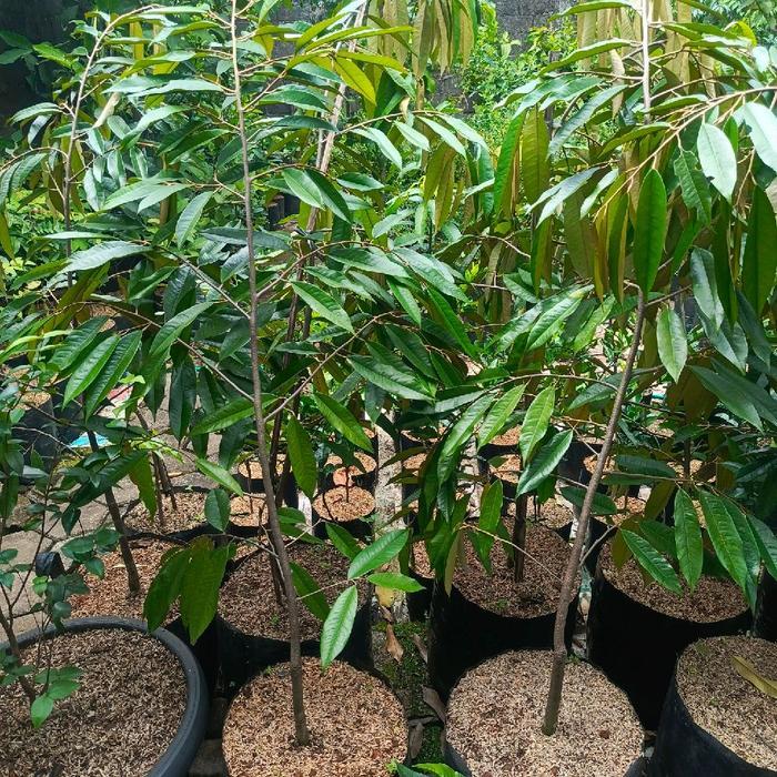 bibit pohon durian musang king 1,5 meter, bibit unggul