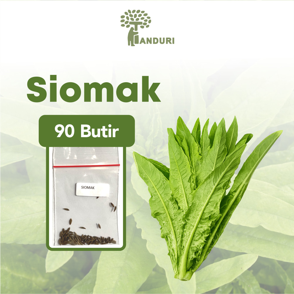 TANDURI - Benih Selada Siomak Unggul, Bibit Sayur Selada Siomak Super Bibit Mudah Tumbuh