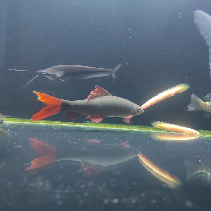 Ready IKAN HIAS REDFIN SHARK JUMBO BIGSIZE TANKMATE IKAN
