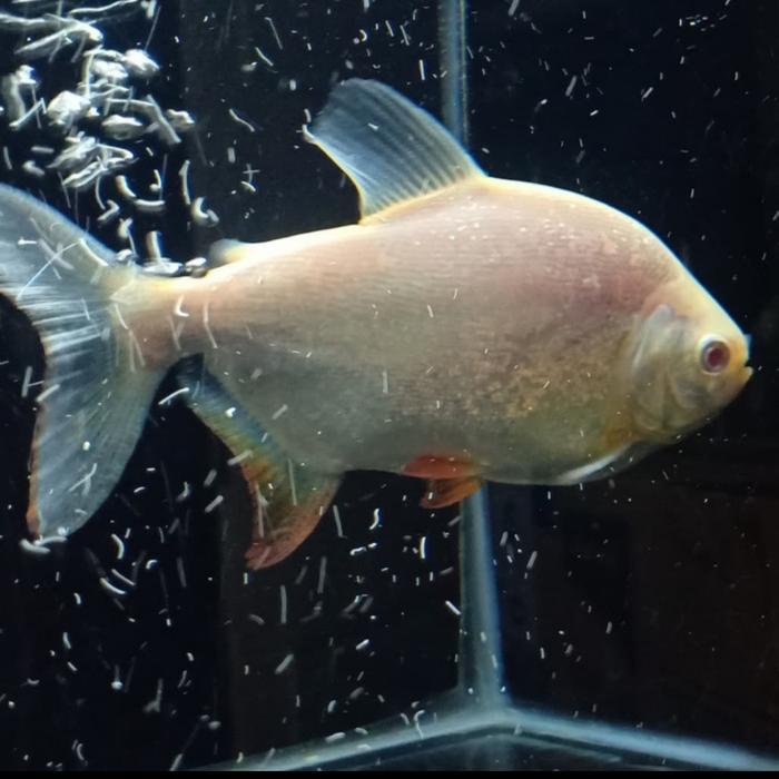 Ready IKAN HIAS PACU ALBINO BESAR