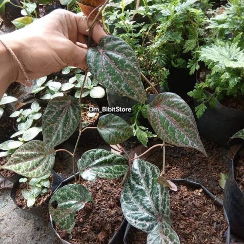 Bibit Tanaman Daun Sirih Merah | Bibit Sirih Merah Asli