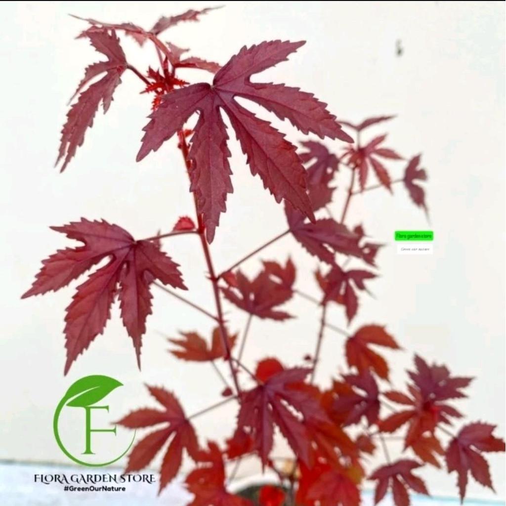 Bonsai Artificial Red Maple Japanese - Bonsai Red Maple Japanese TANAMAN
