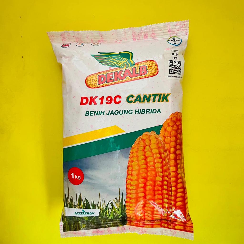 Benih jagung hibrida batang kokoh DEKALB DK19C cantik isi 1kg dari ACCELERON