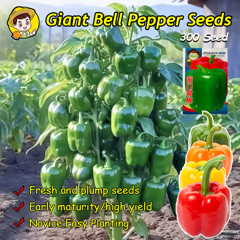 (Fast Growing 300 Seed) Fresh Sweet Bell Pepper Seeds for Planting Vegetables High Yield Bonsai Bell