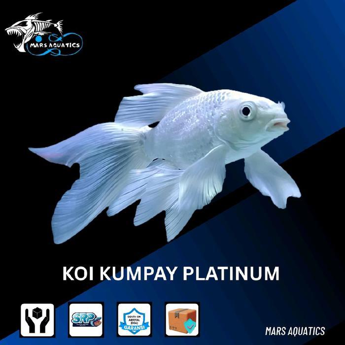 Ready IKAN HIAS IKAN KOI KUMPAY SLAYER PLATINUM