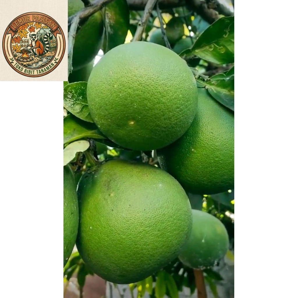 jeruk bali mini 1 kg buah segar