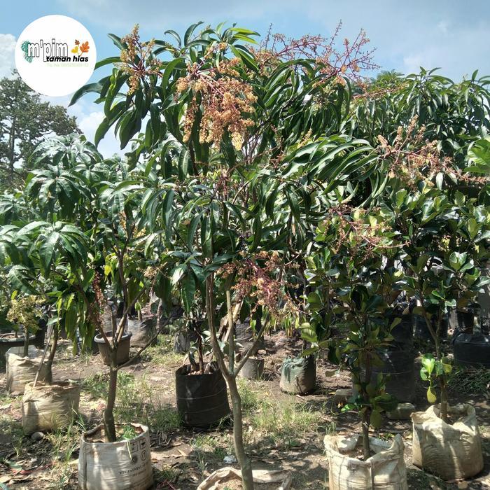 jenis pohon buah mangga sudah berbuah.
