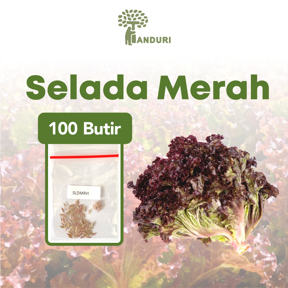 TANDURI - Benih Selada Merah Unggul, Bibit Super Selada Merah Bibit Mudah Tumbuh