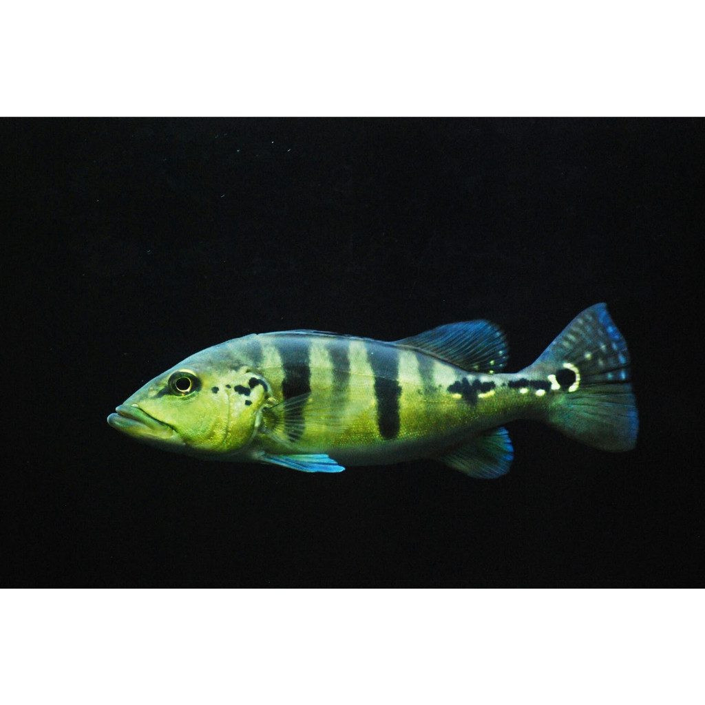 PBASS ORINOCO 3-4 cm  KELBERI XINGU MONO P BASS PIBAS ORI