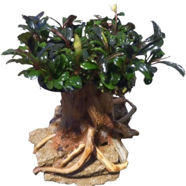 bonsai buce hiasan akuarium dekorasi aquascape