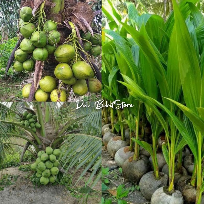 Bibit Kelapa Hibrida Hijau Genjah Cepat Berbuah | Bibit Kelapa Hijau Hibrida Asli 100%