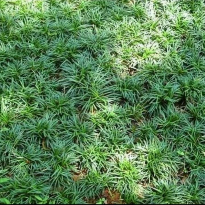 tanaman hias rumput kucai mini - rumput kucai mini