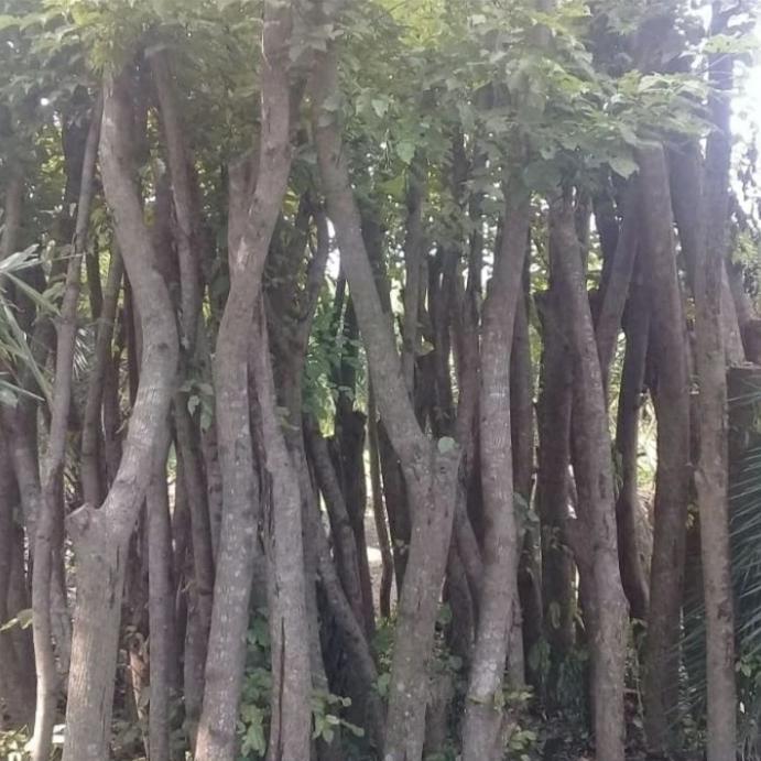 Pohon Angsana/Tanaman pelindung/peneduh.