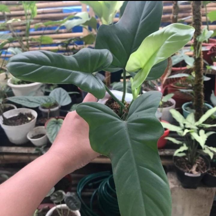 Tanaman hias philodendron violin silver - philodendron violin