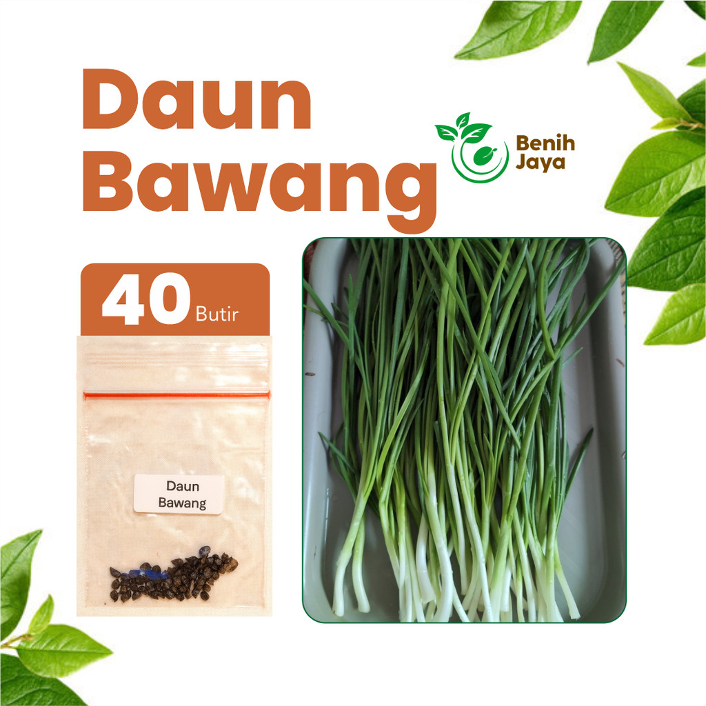 BENIH JAYA - Benih Daun Bawang Unggul Benih Sayur Daun Bawang Super Bibit Daun Bawang Berkualitas