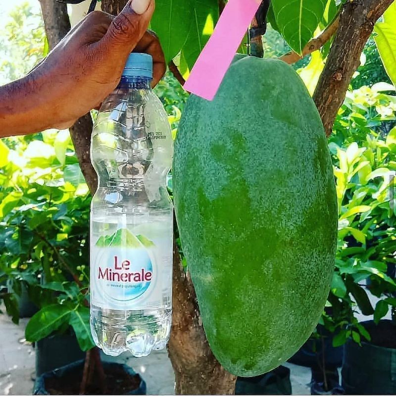 Bibit Mangga Mahatir Unggul Cepat Berbuah Tanaman Tabulampot