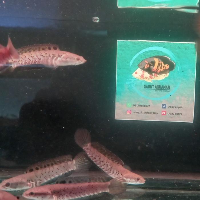 channa pulchra