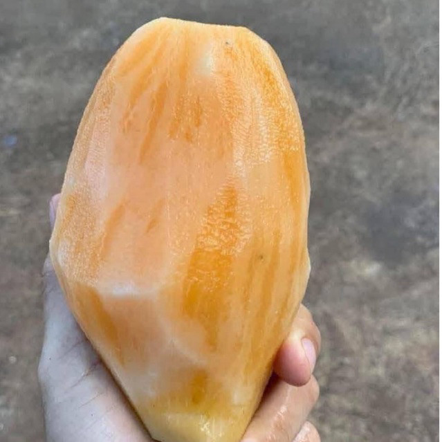 KMT - ubi yakon segar 500 gram original asli dieng wonosobo