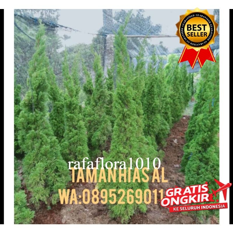 tanaman hias cemara lilin 2meter full